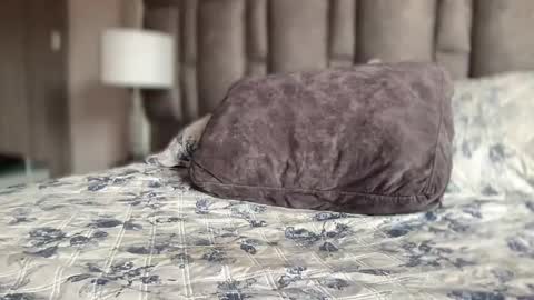 alexander grey online show from March 28, 3:23 pm