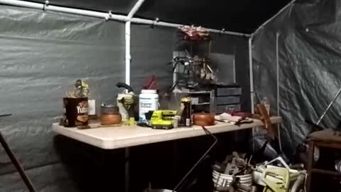 ballshanginglowaf online show from December 1, 6:49 am