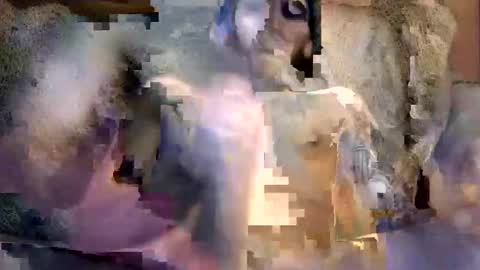 Snapshot of bigwytecock1979 chatting on December 5, 7:16 am bigwytecock1979 online show from December 5, 7:16 am