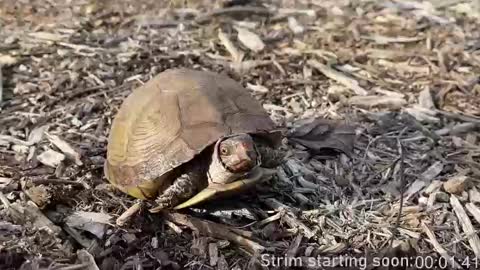 Booker Baxton online show from March 5, 4:09 am