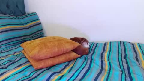 Cedrixx10 online show from December 19, 12:18 am