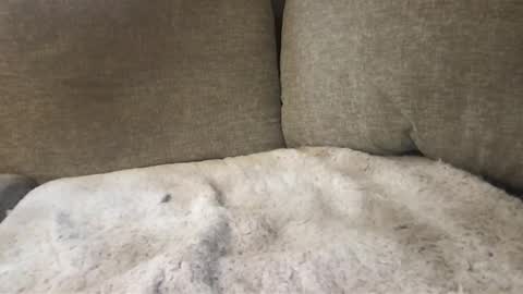 Snapshot of chunkycock8896 chatting on January 8, 4:00 pm chunkycock8896 online show from January 8, 4:00 pm