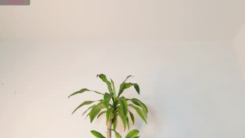 Snapshot of francodelacruz chatting on September 21, 6:24 am Francum online show from September 21, 6:24 am