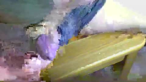 Ptite bite online show from February 2, 11:42 pm