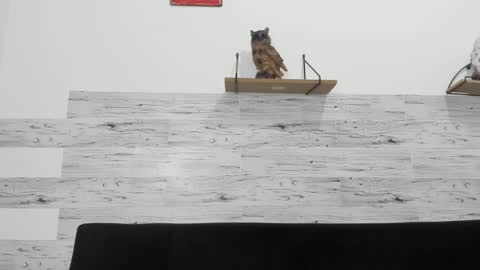 Jaycreedd online show from November 29, 4:47 am