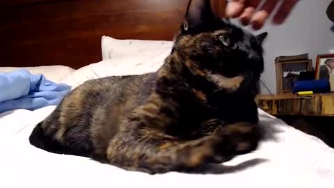 Snapshot of lancehardin chatting on October 1, 11:41 pm Lance online show from October 1, 11:41 pm