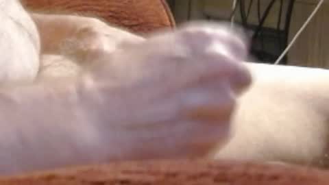 laststeven online show from December 17, 12:01 am