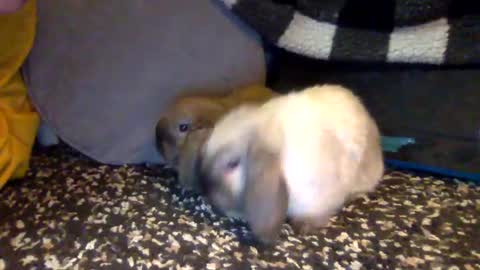 Lynnie Bee Mine online show from March 2, 12:09 am