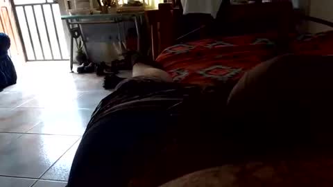 mac0000042 online show from October 2, 6:45 pm