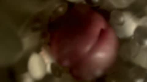 nocturnusfuz online show from January 30, 2:47 pm