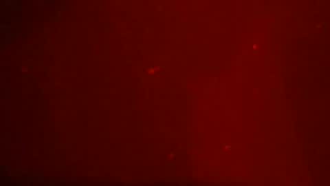 Don Pepino online show from January 18, 10:23 pm