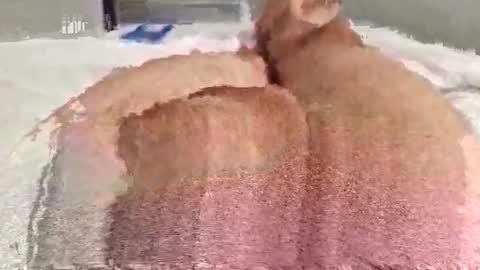 Paulo online show from October 7, 9:30 pm