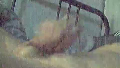 polochar online show from May 12, 2:31 am