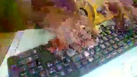 pup_y online show from September 21, 8:20 pm