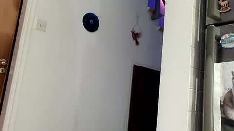 reudinro online show from February 12, 7:02 pm