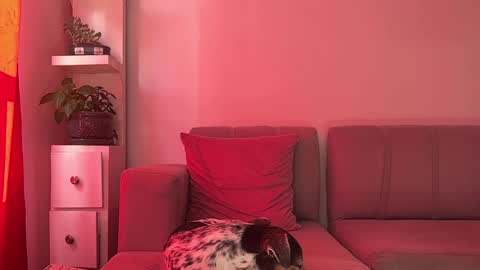 skinnylatin69 online show from January 15, 7:34 pm