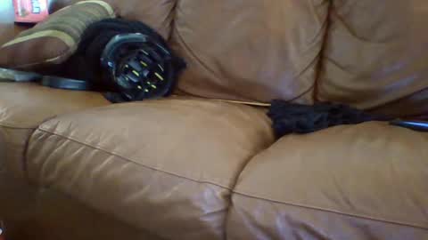 Snapshot of slongtastical chatting on October 8, 7:51 pm lilcox online show from October 8, 7:51 pm