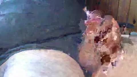 sn0man69 online show from December 2, 7:14 pm