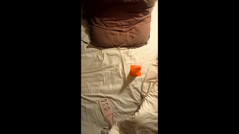 soumis071 online show from February 17, 2:27 pm