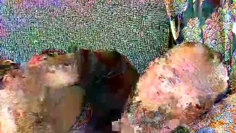 Snapshot of srekos38 chatting on December 25, 11:00 am srekos38 online show from December 25, 11:00 am