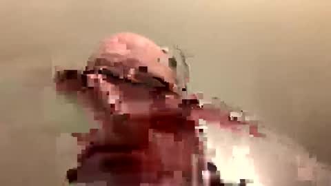 country cock 2020 online show from January 20, 12:15 am