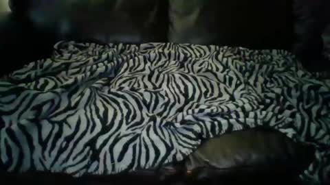 Snapshot of tofubucket chatting on January 12, 11:26 pm tofubucket online show from January 12, 11:26 pm