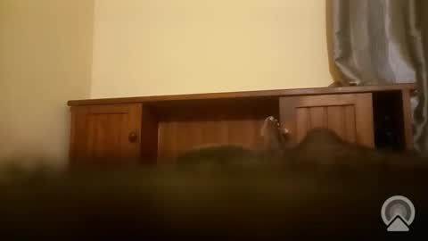 Antique-Shirt2516 online show from April 5, 5:37 am