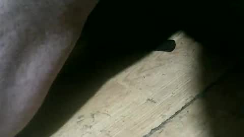 wolfbo6699 online show from November 22, 5:07 am