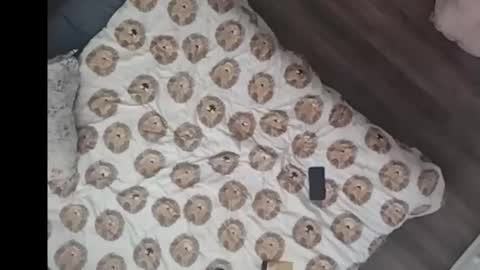 Dan online show from March 15, 3:07 pm