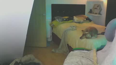 Zed online show from January 19, 6:10 pm