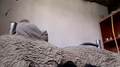 zzoltero online show from May 17, 8:38 pm