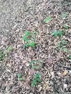 Yrikos1 online show from October 21, 2:31 pm