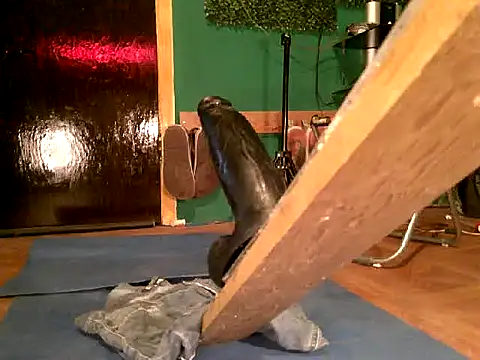 Ricorryxh online show from February 14, 12:49 am