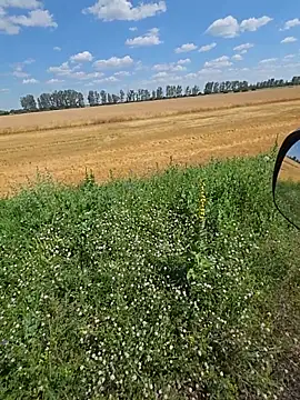 laurentiu 84 online show from June 22, 12:31 pm