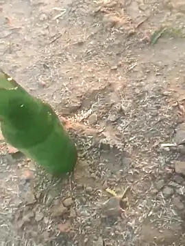 lovesuna online show from September 29, 1:37 am