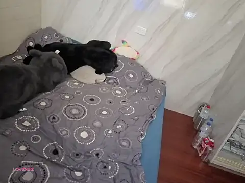 bbhiShark online show from September 28, 5:27 am