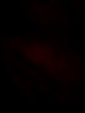 bobbyronak online show from December 21, 4:52 am