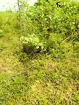 himvilohi08 online show from October 2, 5:55 am