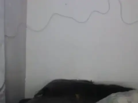 xalejo max online show from February 16, 7:34 pm