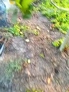 traidamasia online show from March 18, 10:40 am