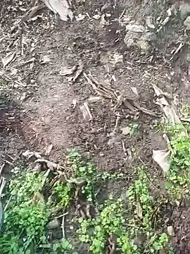 Sikici0734 online show from December 18, 10:44 am