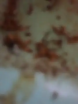 goloso80 online show from November 4, 11:55 am