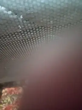 Ariee 199 online show from December 4, 10:28 pm