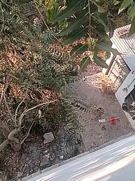 Prem Ran online show from December 22, 3:25 am