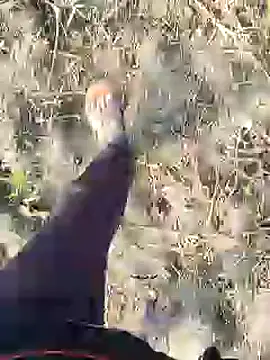 Snapshot of ThethunderPo chatting on December 19, 3:07 am ThethunderPo online show from December 19, 3:07 am