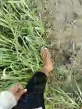 Snapshot of ThethunderPo chatting on February 19, 1:51 am ThethunderPo online show from February 19, 1:51 am