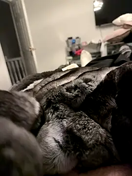 Furdale online show from November 7, 6:00 pm