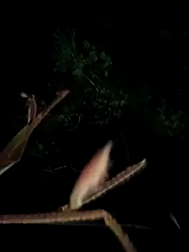 morochoo22 online show from February 25, 12:55 am